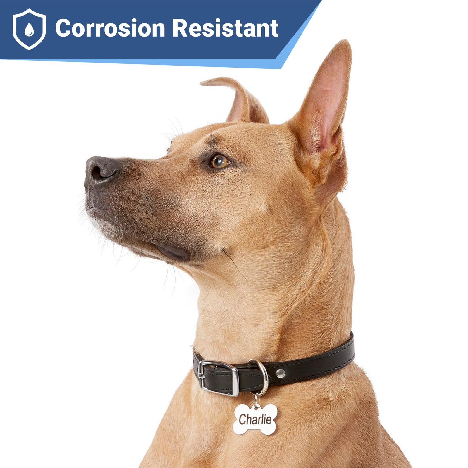 GoTags Stainless Steel Pet ID Tags, Personalized Dog Tags and Cat Tags, up to 8 Lines of Custom Text, Engraved on Both Sides, in Bone, Round, Heart, Bowtie and More (Dog Bone, Regular (Pack of 1)) - Image 5