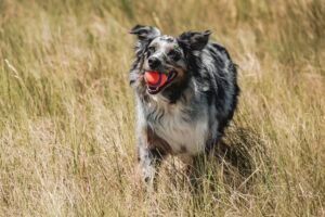 Chuckit! Ultra Ball Dog Toy (Medium, 2-Pack) - Image 8